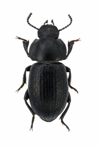 Heliopates luctuosus